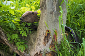 European beaver (Castor fiber) climbing the bank to eat young shoots Alsace, France
