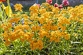 Siberian Wallflower, Erysimum marshallii ‘Orange Bedder’, flowers