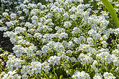 Myosotis 'Snowsylva', Myosotis alpestris 'Snowsylva', fleurs