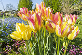 Tulipe simple tardive 'Georgette', fleurs