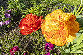 Tulipe double tardive 'Gudoshnik', fleurs