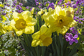 Narcisse à grande couronne 'Carlton', Narcissus 'Carlton', fleurs