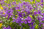 Monnaie-du-Pape 'Purple', Lunaria annua 'Purple', fleurs