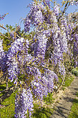 Chinese wisteria, Wisteria sinensis, in bloom