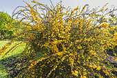 Epine-Vinette de Wilson, Berberis wilsoniae, en fleurs
