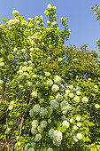 Japanese snowball, Viburnum opulus 'Roseum', in bloom