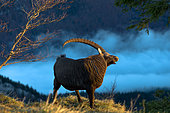 Alpine ibex (Capra ibex) in the Jura massif at Creux du Van, Gorgier, canton of Neuchâtel, Switzerland