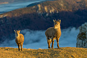 Bouquetins des Alpes (Capra ibex) dans le massif jurassien au Creux du Van, Gorgier, canton de Neuchâtel, Suisse