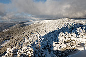 Crêt de la neige, 1720m, highest peak in the Jura massif, Haute chaîne du Jura reserve, Ain, France