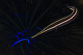 Urchin Clingfish (Diademichthys lineatus) in Black Sea Urchin (Diadema sp), Jetty dive site, Banda Neira, Maluku, Banda Sea, Indonesia