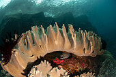 Blackspotted Moray Eel (Gymnothorax favagineus) under Devil's Hand Leather Coral (Lobophytum compactum), Snake Ridge dive site, Manuk Island, Maluku, Banda Sea, Indonesia