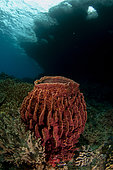 Barrel Sponge (Xestospongia testudinaria) with holes in island caused by erosion, Yilliet Kecil dive site, Yilliet Island, Misool, Raja Ampat, ndonesia