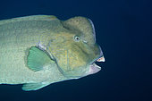 Bumphead Parrotfish (Bulbometopon muricatum), Whale Rock dive site, Fiabacet Island, Misool, Raja Ampat, Indonesia