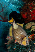 Titan Triggerfish (Balistoides viridescens) eating coral, Andiamo dive site, Dara Island, Misool, Raja Ampat, Indonesia