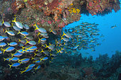 School of Blue and Yellow Fusiliers (Caesio teres), No Contest dive site, Balbulol Island, Misool Island, Raja Ampat, Indonesia