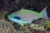 Male Spotted Parrotfish (Cetoscarus ocellatus), Boo West dive site, Misool Island, Raja Ampat, Indonesia