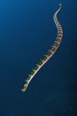 Chinese Sea Snake (Laticauda semifasciata), Red Cliff dive site, Manuk Island, Indonesia, Banda Sea