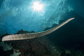 Chinese Sea Snake (Laticauda semifasciata) with sun in background, Red Cliff dive site, Manuk Island, Indonesia, Banda Sea