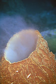 Spawning Barrel Sponge (Xestospongia testudinaria), Suanggi Island dive site, Banda Islands, Indonesia, Banda Sea