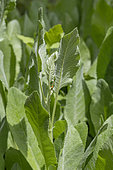 Costmary (Tanacetum balsamita)