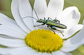 Male Thick-legged flower beetle (Oedemera nobilis) on Ox-eye daisy (Leucanthemum vulgare), Loire-Atlantique, France