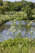 Hemlock (Conium maculatum) flowering on the bank of a canal, Loire-Atlantique, France