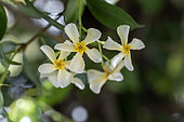 Yellow star jasmine (Trachelospermum asiaticum) flowers