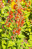 Hummingbird Sage 'Lady in Red', Salvia coccinea 'Lady in Red', flowers
