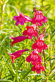 Penstemon 'Windsor Red', flowers