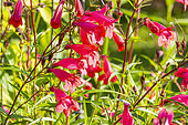 Penstemon 'Windsor Red', flowers