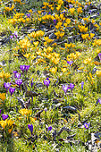 Crocus chrysanthus 'Goldilocks' and Crocus tommasinianus 'Whitewell Purple'