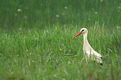 White Stork (Ciconia ciconia)on the Douve marsh, Manche, Normandy, France