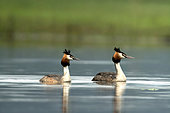Great crested grebes (Podiceps cristatus) on the river Douve, Manche, Normandy, France