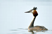 Great crested grebe (Podiceps cristatus) on the river Douve, Manche, Normandy, France