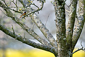 Rougequeue à front blanc (Phoenicurus phoenicurus) mâle sur une branche, Normandie, France