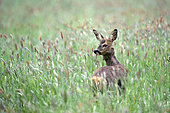 Roe deer (Capreolus capreolus) female in a meadow, Normandy, France