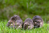 Coypu (Myocastor coypus) family in a field, Normandy, France