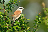 Red-backed Shrike (Lanius collurio) male in breeding plumage in the meadows of the Loire near Pouilly-sur-Loire, Nièvre, France