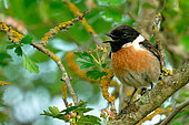 Siberian Stonechat (Saxicola torquata) on a branch on the banks of the Vauvise, a tributary of the Loire, Cher, France