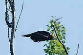 Black woodpecker (Dryocopus martius) male in flight on the banks of the Loire, France