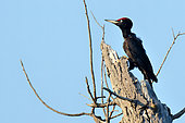 Black woodpecker (Dryocopus martius) on a dead tree on the banks of the Loire, Nièvre, France