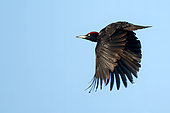 Black Woodpecker (Dryocopus martius) male in flight above a branch of the Loire, France