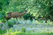 Chevreuil (Capreolus capreolus) chevrette marchant dans un bras de la Loire, France