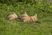 Red fox (Vulpes vulpes) young cubs sleeping on the grass. Lanaudière region. Province of Quebec. Canada