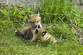 Red fox (Vulpes vulpes) young cubs playing on grass. Lanaudière region. Province of Quebec. Canada