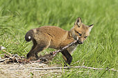 Red fox (Vulpes vulpes) young cub pulling the tail of a dead muskrat (Ondatra zibethicus). Lanaudière region. Province of Quebec. Canada