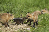 Red fox (Vulpes vulpes) young cubs fighting over the remains of a dead muskrat (Ondatra zibethicus). Lanaudière region. Province of Quebec. Canada
