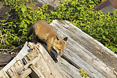 Red fox (Vulpes vulpes) young cub walking on fallen wooden planks. Lanaudière region. Province of Quebec. Canada