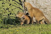 Red fox (Vulpes vulpes) young cubs playing on grass. Lanaudière region. Province of Quebec. Canada