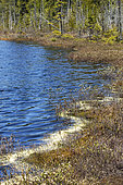 Peat bog lake with white pine pollen on the shore. La Mauricie National Park. Province of Quebec, Canada.